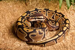 Rock Prints: Ball Python (Python regius) coiled on rock
