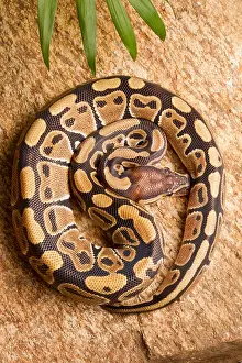 Rock Prints: Ball Python (Python regius) coiled on rock