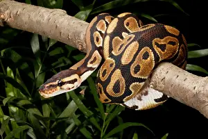 Best Sellers Part IV Prints: Ball Python, Python Regius, Wrapped Around a Branch