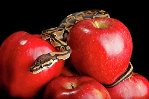 Morph Prints: Ball Python on Red Apples