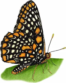 Butterfly Prints: Baltimore Checkerspot Butterfly
