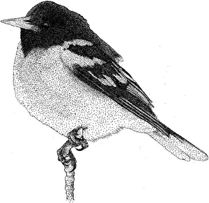 Orange Prints: Baltimore Oriole