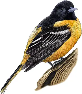 Maryland Prints: Baltimore Oriole