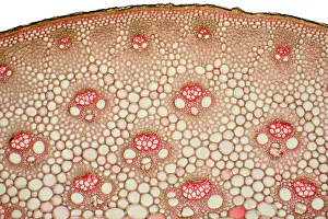 Nature, History, Science Prints: Bamboo Stem under a microscope