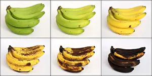 Spotted Prints: Banana Ripening Sequence