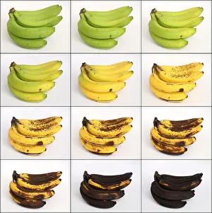 Spotted Prints: Banana Ripening Sequence