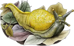 Californicus Prints: Banana Slug