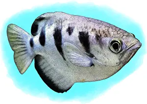 Fish Prints: Banded Archerfish, Illustration