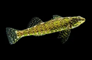 Darter Prints: Banded Darter (Etheostoma zonale)