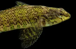 Darter Prints: Banded Darter (Etheostoma zonale)
