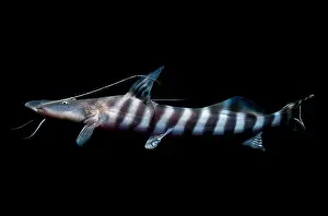 Peruvian Prints: Banded Goliath Catfish
