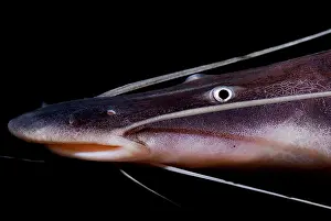 Freshwater Prints: Banded Goliath Catfish