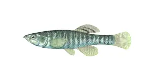 March Prints: Banded Killifish