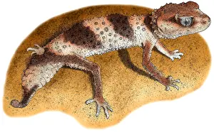 Lizards Prints: Banded Knob Tailed Gecko