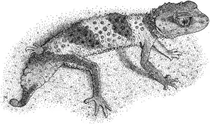 Lizards Prints: Banded Knob Tailed Gecko