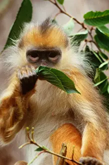 Leaf Prints: Banded Langur
