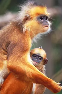 Mothers Prints: Banded langur and young
