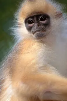 Misc 2 Prints: Banded Leaf Monkey
