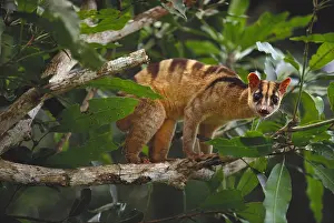 Tree Prints: Banded Palm Civet