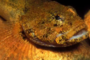 2005 Prints: Banded Sculpin
