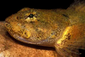 Predatory Prints: Banded Sculpin