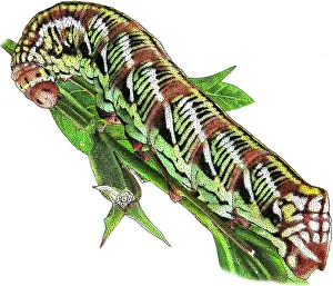 Sphinx Prints: Banded sphinx moth caterpillar