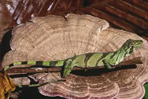 Peruvian Prints: Banded Tree Anole (Anolis transversalis)