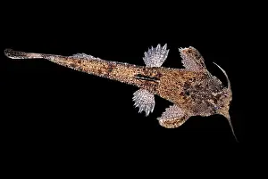Banjo Catfish