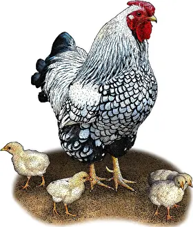 Flightless Prints: Bantam Chicken, Illustration