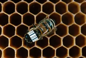 Research Prints: Bar-coded Honeybee