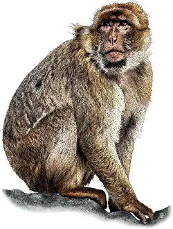 Primate Prints: Barbary macaque