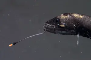 Barbeled Prints: Barbeled Dragonfish
