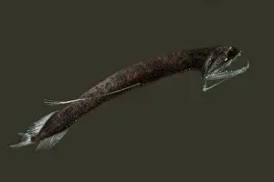 Rods Prints: Barbeled Dragonfish