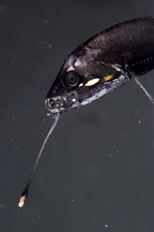 Barbeled Prints: Barbeled Dragonfish