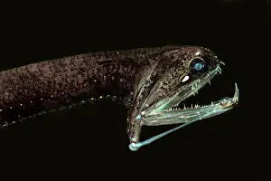 Rods Prints: Barbeled Dragonfish