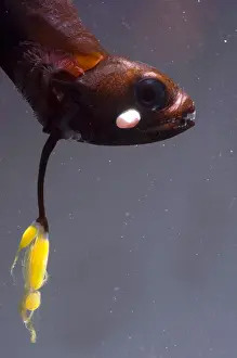 Fish Prints: Barbeled Dragonfish