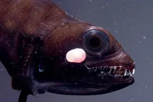 Captivity Prints: Barbeled Dragonfish