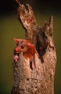 White Prints: Bare-tailed Woolly Opossum