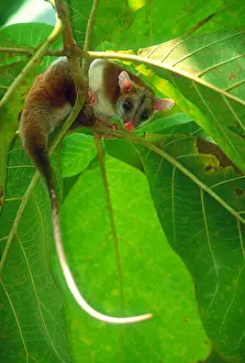 Forest Prints: Bare-tailed woolly opossum