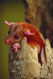 Misc 2 Prints: Bare-tailed Woolly opossum