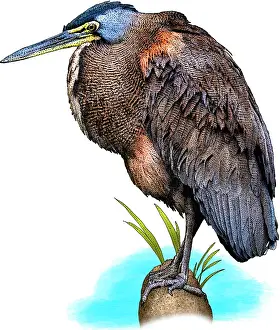 Bare Prints: Bare throated tiger heron