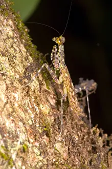 Mantis Prints: Bark Mantid