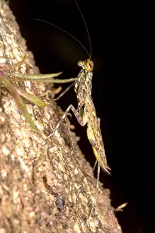 Insect Prints: Bark Mantid