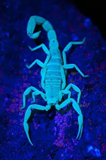 Fauna Prints: Bark Scorpion Fluorescent by Blacklight, Baja, Mexico