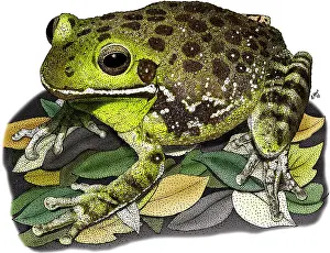 Treefrogs Prints: Barking Tree Frog