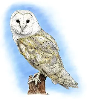 Barn Prints: Barn Owl