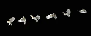 Flight Prints: Barn owl in flight
