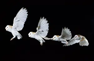 Nocturnal Prints: Barn Owl Flying