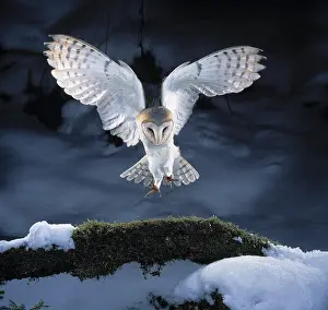Nocturnal Prints: Barn owl landing