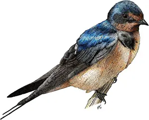 Barn Prints: Barn Swallow